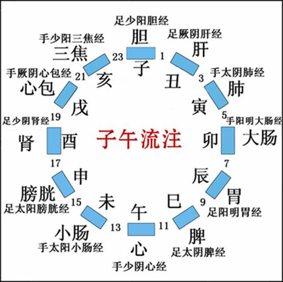 十二經(jīng)脈、任脈、督脈運(yùn)行動(dòng)態(tài)圖